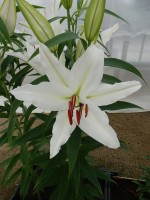 [4309 Enchante GA No02.JPG]